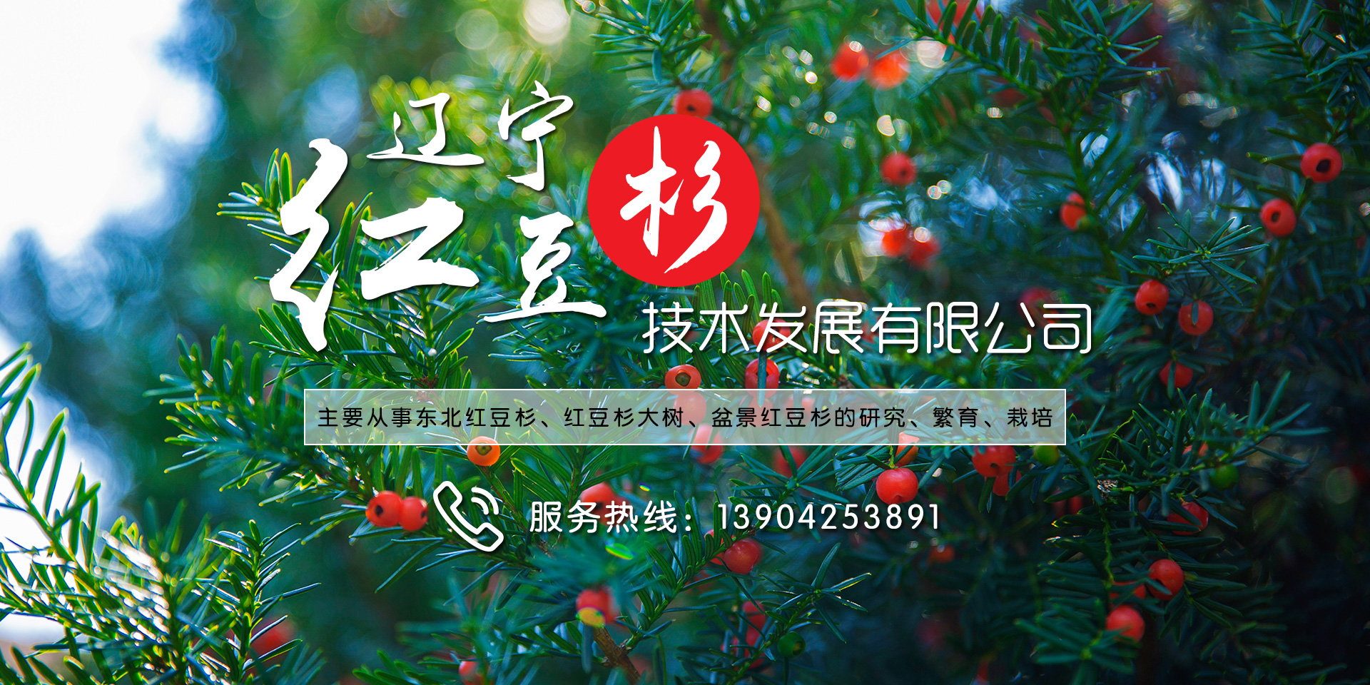東北紅豆杉